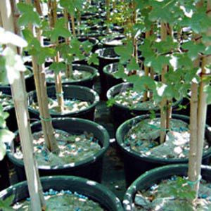 CAÑA BAMBU 090 CM 08/10 MM