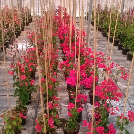 CAÑA BAMBU 090 CM 08/10 MM