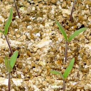 Vermiculita Nº2 (Saco 100 L)